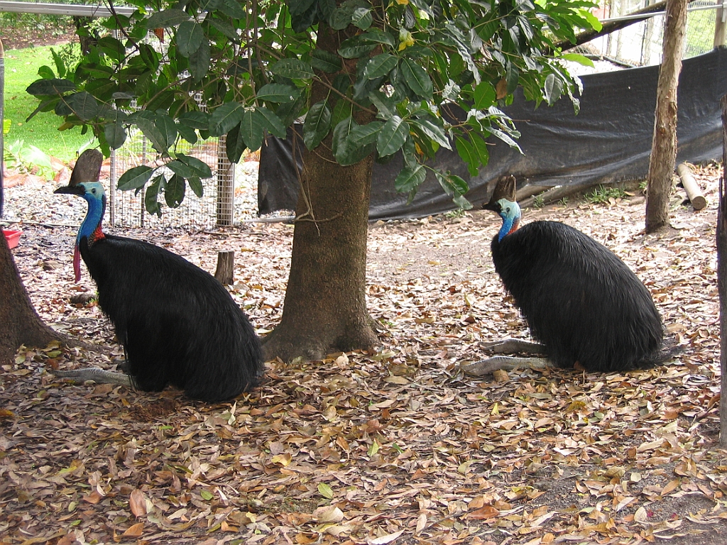 138 Cairns Tropical Zoo.jpg